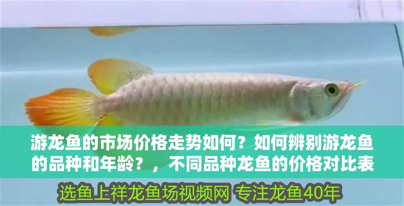 游龍魚的市場價格走勢如何？如何辨別游龍魚的品種和年齡？，不同品種龍魚的價格對比表，游龍魚哪個品種最貴，游龍魚價格走勢