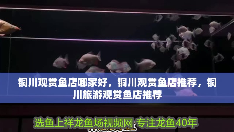 銅川觀賞魚店哪家好，銅川觀賞魚店推薦，銅川旅游觀賞魚店推薦