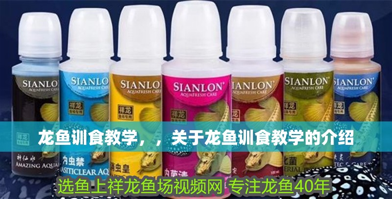 龍魚訓食教學，，關于龍魚訓食教學的介紹 龍魚訓食教學，，關于龍魚訓食教學的介紹 觀賞魚百科 第2張