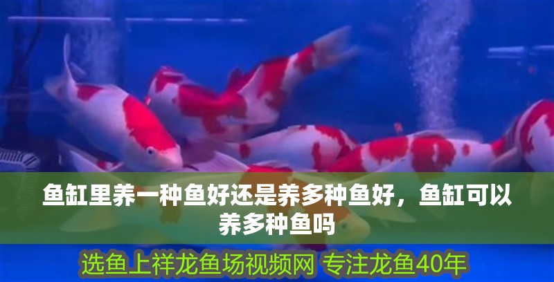 魚缸里養(yǎng)一種魚好還是養(yǎng)多種魚好，魚缸可以養(yǎng)多種魚嗎