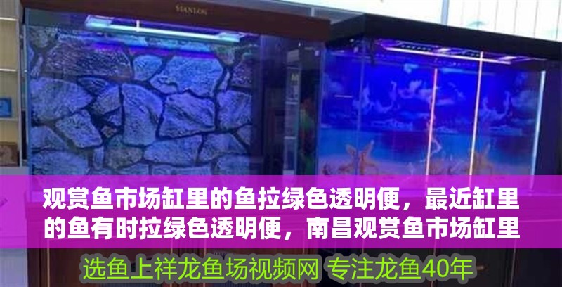 觀賞魚市場缸里的魚拉綠色透明便，最近缸里的魚有時拉綠色透明便，南昌觀賞魚市場缸里的魚拉綠色透明便，虎魚和龍都拉不多