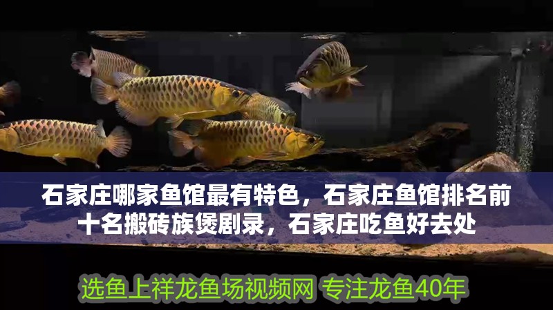 石家莊哪家魚(yú)館最有特色，石家莊魚(yú)館排名前十名搬磚族煲劇錄，石家莊吃魚(yú)好去處