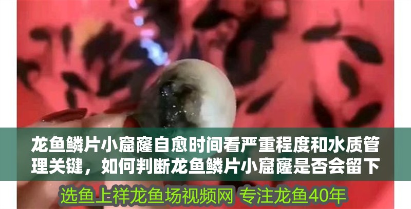 龍魚鱗片小窟窿自愈時間看嚴重程度和水質管理關鍵，如何判斷龍魚鱗片小窟窿是否會留下疤痕？
