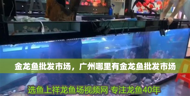 金龍魚批發市場，廣州哪里有金龍魚批發市場
