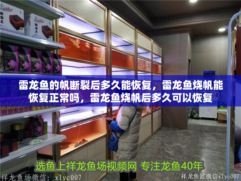 雷龍魚的帆斷裂后多久能恢復，雷龍魚燒帆能恢復正常嗎，雷龍魚燒帆后多久可以恢復