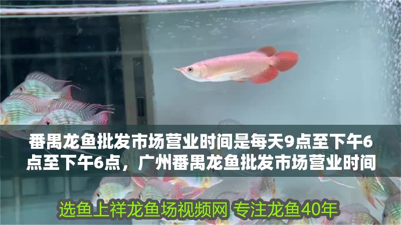 番禺龍魚批發市場營業時間是每天9點至下午6點至下午6點，廣州番禺龍魚批發市場營業時間是每天9點至下午6點至下午6點
