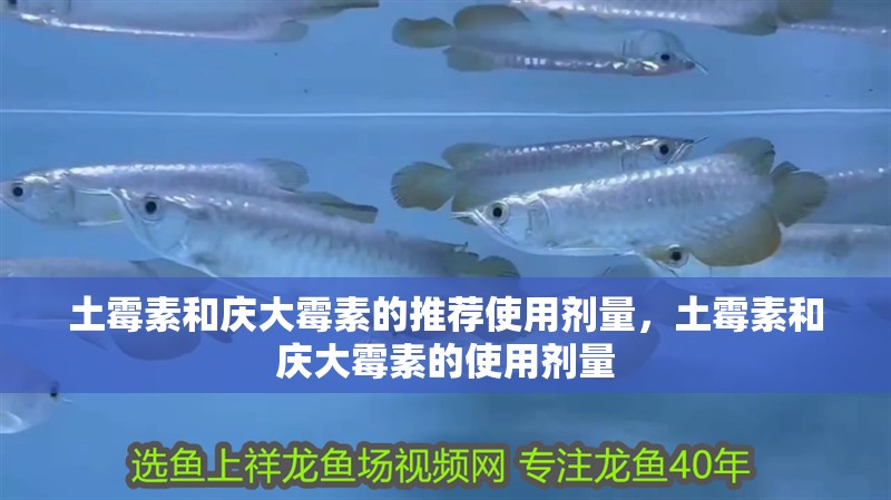 土霉素和慶大霉素的推薦使用劑量，土霉素和慶大霉素的使用劑量 土霉素和慶大霉素的推薦使用劑量，土霉素和慶大霉素的使用劑量 龍魚百科