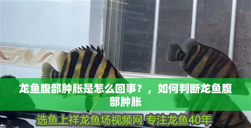 龍魚腹部腫脹是怎么回事？，如何判斷龍魚腹部腫脹