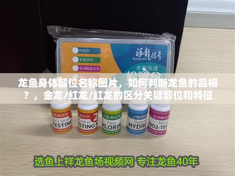 龍魚身體部位名稱圖片，如何判斷龍魚的品相？，金龍/紅龍/紅龍的區分關鍵部位和特征