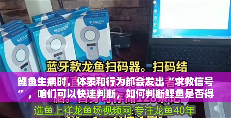 鯉魚生病時，體表和行為都會發出“求救信號”，咱們可以快速判斷，如何判斷鯉魚是否得了病 鯉魚生病時，體表和行為都會發出“求救信號”，咱們可以快速判斷，如何判斷鯉魚是否得了病 龍魚百科