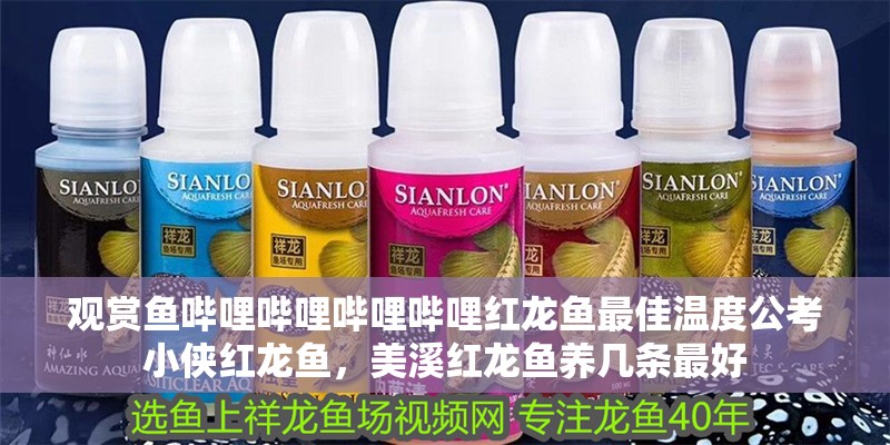 觀賞魚嗶哩嗶哩嗶哩嗶哩紅龍魚最佳溫度公考小俠紅龍魚，美溪紅龍魚養幾條最好