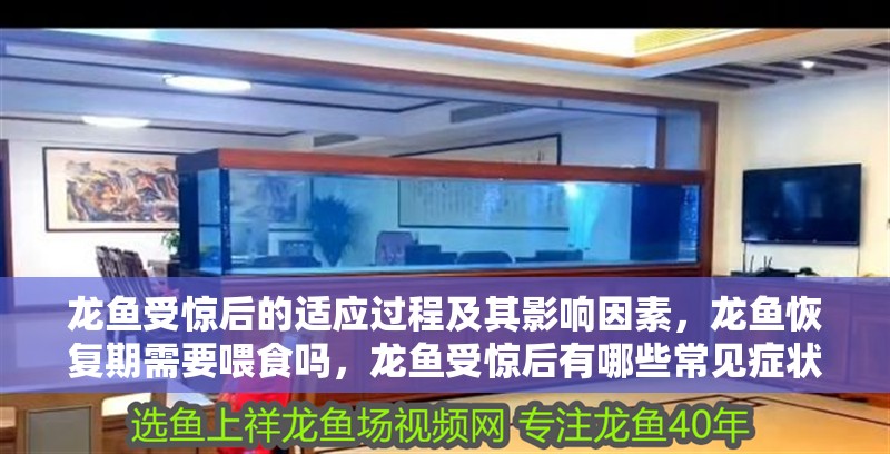 龍魚受驚后的適應過程及其影響因素，龍魚恢復期需要喂食嗎，龍魚受驚后有哪些常見癥狀？