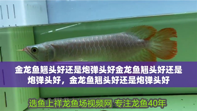 金龍魚翹頭好還是炮彈頭好金龍魚翹頭好還是炮彈頭好，金龍魚翹頭好還是炮彈頭好 金龍魚翹頭好還是炮彈頭好金龍魚翹頭好還是炮彈頭好，金龍魚翹頭好還是炮彈頭好 觀賞魚百科 第2張