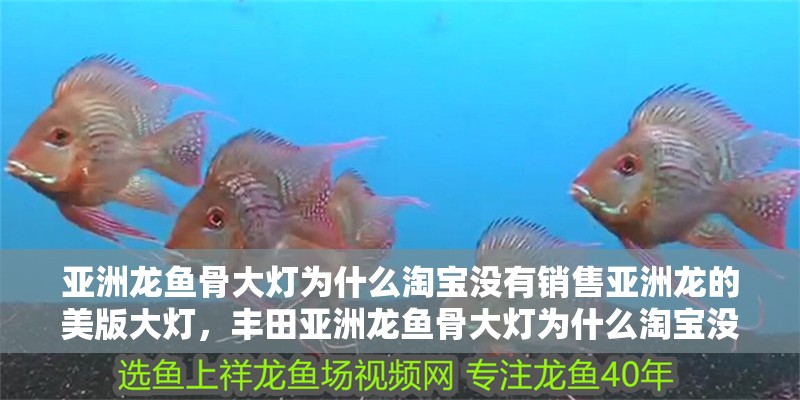 亞洲龍魚骨大燈為什么淘寶沒有銷售亞洲龍的美版大燈，豐田亞洲龍魚骨大燈為什么淘寶沒有銷售亞洲龍的優(yōu)勢