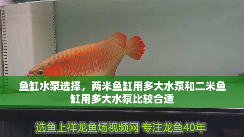 魚缸水泵選擇，兩米魚缸用多大水泵和二米魚缸用多大水泵比較合適
