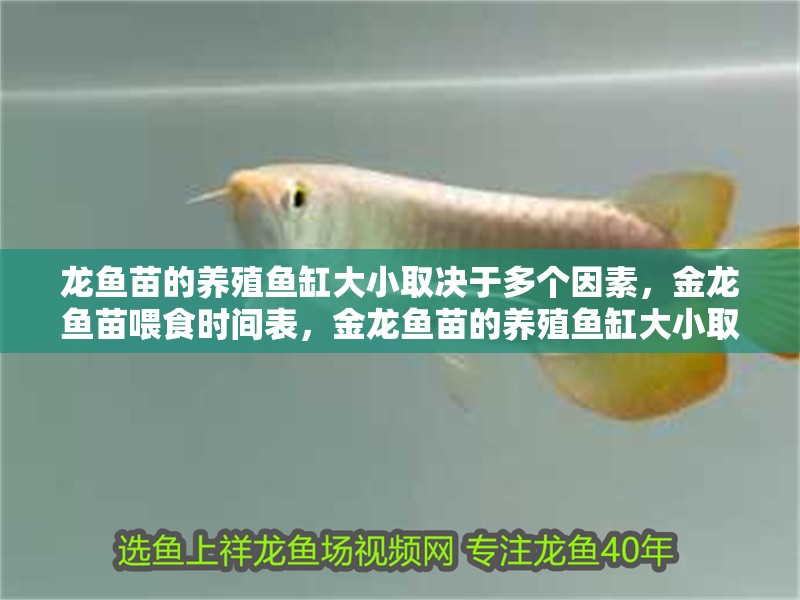 龍魚苗的養殖魚缸大小取決于多個因素，金龍魚苗喂食時間表，金龍魚苗的養殖魚缸大小取決于多個因素，包括魚苗的大小、生長速度以及您打算如何管理水質