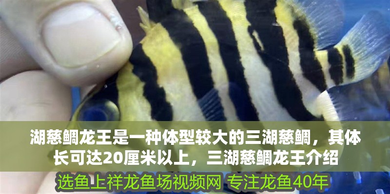湖慈鯛龍王是一種體型較大的三湖慈鯛，其體長可達20厘米以上，三湖慈鯛龍王介紹