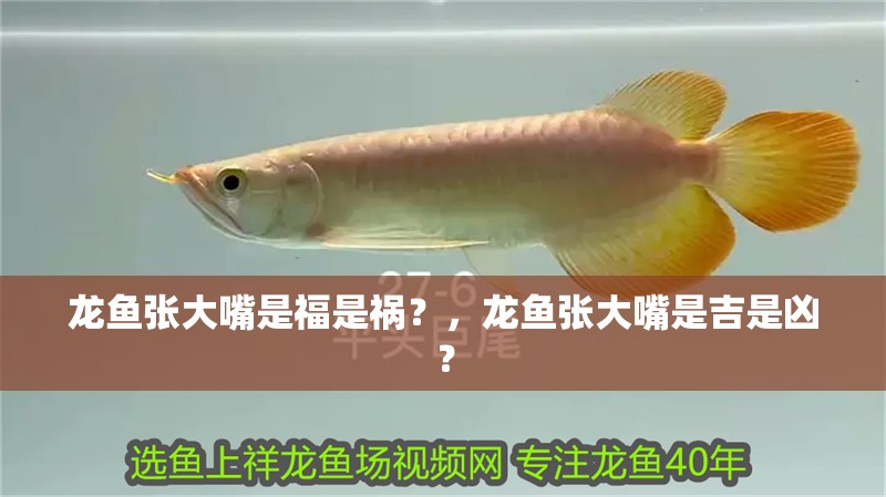 龍魚張大嘴是福是禍？，龍魚張大嘴是吉是兇？