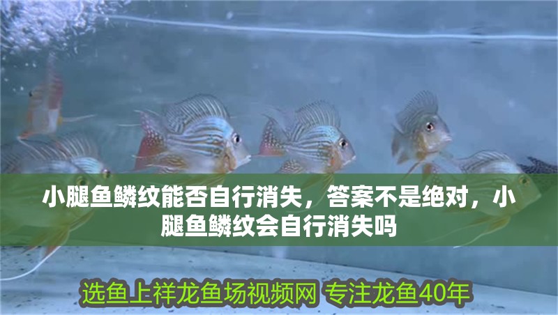 小腿魚鱗紋能否自行消失，答案不是絕對，小腿魚鱗紋會自行消失嗎