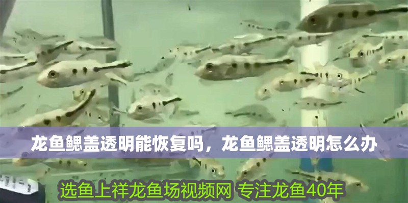龍魚鰓蓋透明能恢復嗎，龍魚鰓蓋透明怎么辦