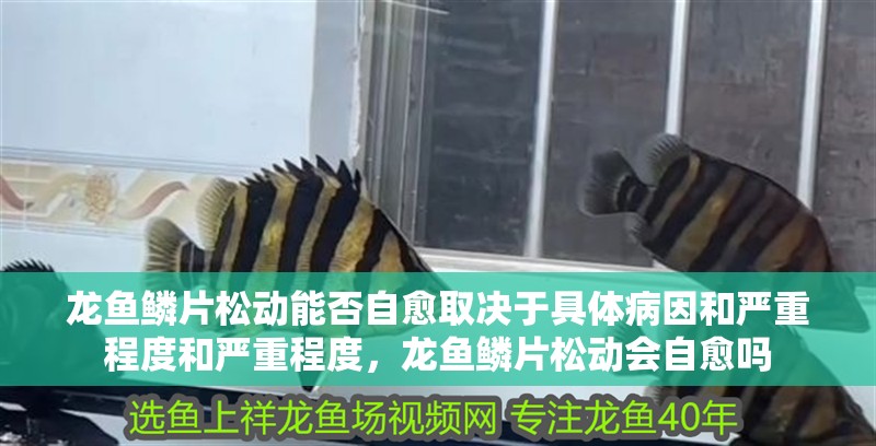 龍魚鱗片松動(dòng)能否自愈取決于具體病因和嚴(yán)重程度和嚴(yán)重程度，龍魚鱗片松動(dòng)會(huì)自愈嗎