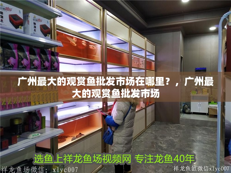 廣州最大的觀賞魚批發市場在哪里？，廣州最大的觀賞魚批發市場