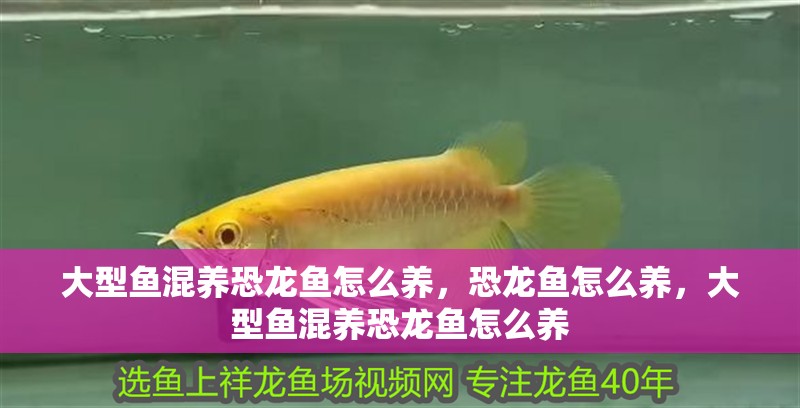 大型魚混養恐龍魚怎么養，恐龍魚怎么養，大型魚混養恐龍魚怎么養 大型魚混養恐龍魚怎么養，恐龍魚怎么養，大型魚混養恐龍魚怎么養 觀賞魚百科