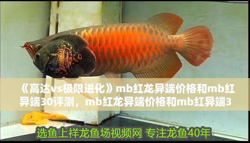 《高達vs極限進化》mb紅龍異端價格和mb紅異端30評測，mb紅龍異端價格和mb紅異端30評測 《高達vs極限進化》mb紅龍異端價格和mb紅異端30評測，mb紅龍異端價格和mb紅異端30評測 觀賞魚百科 第2張