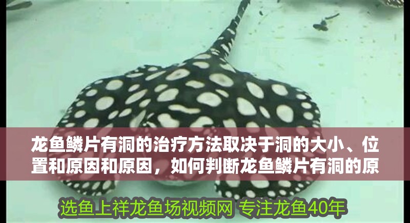 龍魚鱗片有洞的治療方法取決于洞的大小、位置和原因和原因，如何判斷龍魚鱗片有洞的原因？