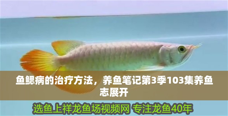 魚鰓病的治療方法，養魚筆記第3季103集養魚志展開
