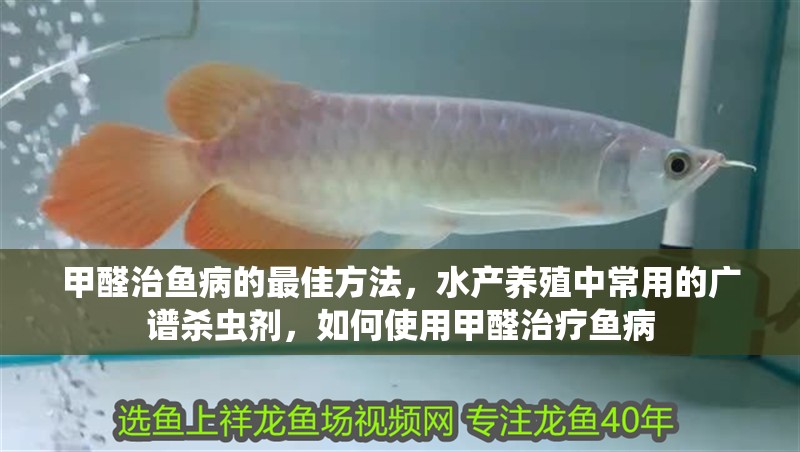 甲醛治魚(yú)病的最佳方法，水產(chǎn)養(yǎng)殖中常用的廣譜殺蟲(chóng)劑，如何使用甲醛治療魚(yú)病