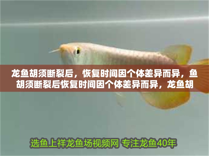 龍魚胡須斷裂后，恢復時間因個體差異而異，魚胡須斷裂后恢復時間因個體差異而異，龍魚胡須恢復時間主要看年齡和損傷程度