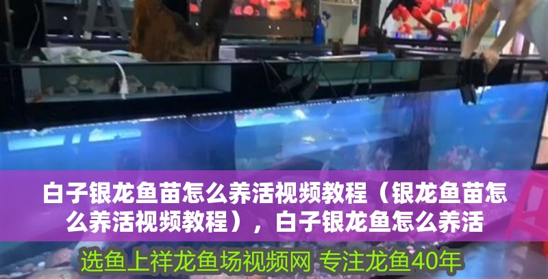 白子銀龍魚苗怎么養活視頻教程（銀龍魚苗怎么養活視頻教程），白子銀龍魚怎么養活