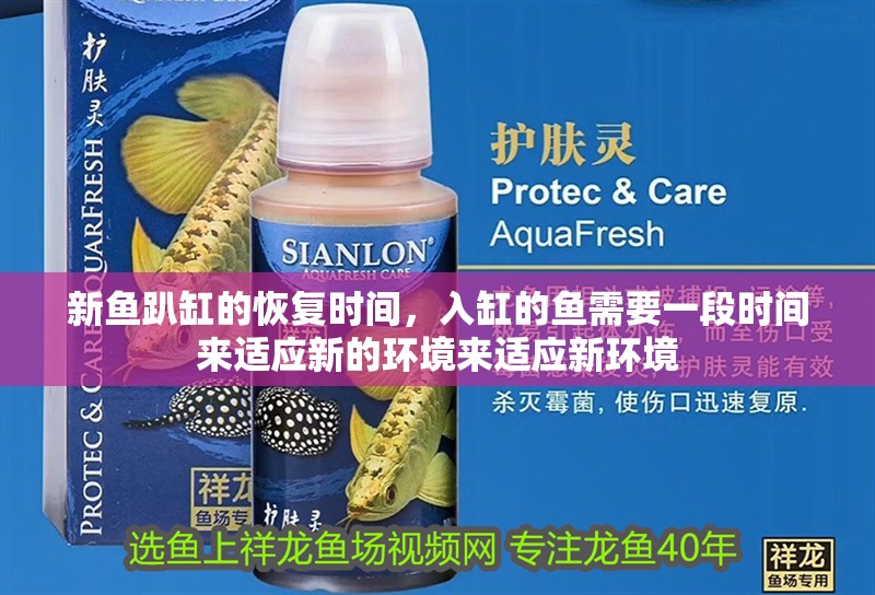 新魚趴缸的恢復時間,入缸的魚需要一段時間來適應新的環境來適應新環境 龍魚百科 第2張 新魚趴缸的恢復時間,入缸的魚需要一段時間來適應新的環境來適應新環境 新魚趴缸的恢復時間,入缸的魚需要一段時間來適應新的環境來適應新環境 龍魚百科 第2張