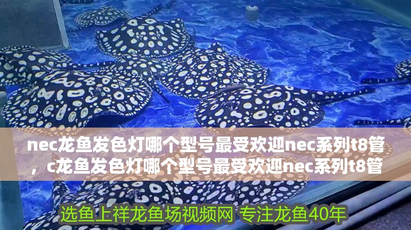 nec龍魚發(fā)色燈哪個(gè)型號(hào)最受歡迎nec系列t8管，c龍魚發(fā)色燈哪個(gè)型號(hào)最受歡迎nec系列t8管