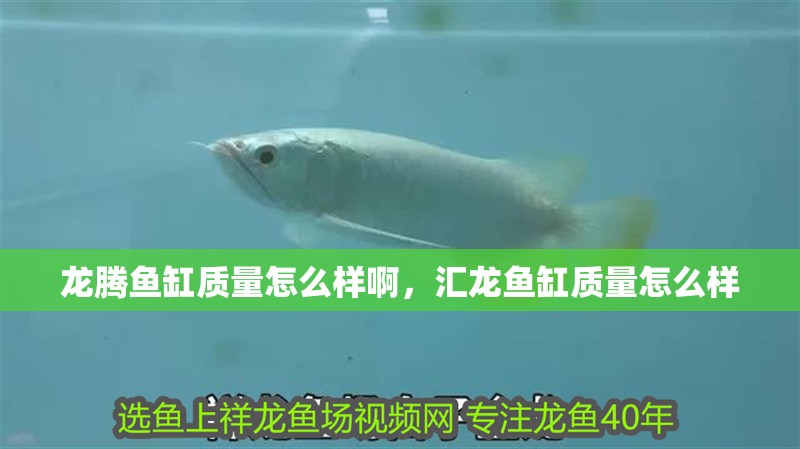 龍騰魚缸質(zhì)量怎么樣啊，匯龍魚缸質(zhì)量怎么樣