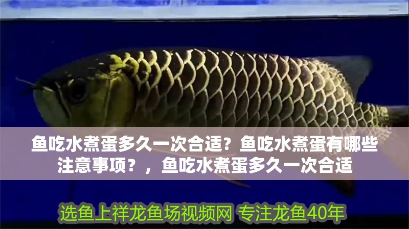 魚吃水煮蛋多久一次合適？魚吃水煮蛋有哪些注意事項？，魚吃水煮蛋多久一次合適