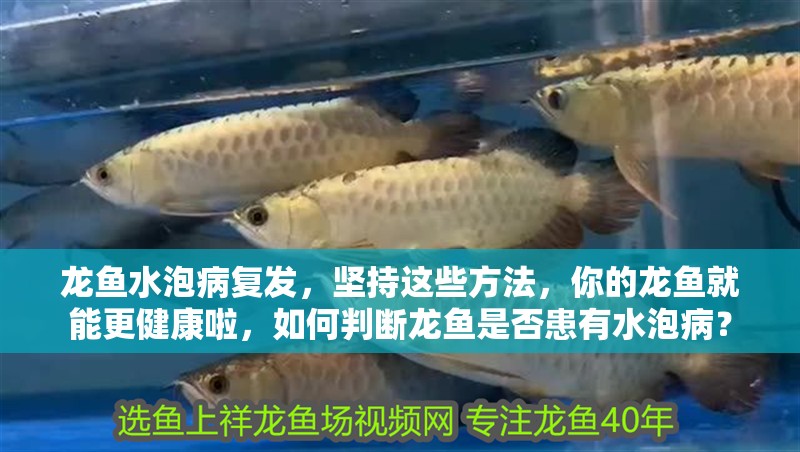 龍魚水泡病復發，堅持這些方法，你的龍魚就能更健康啦，如何判斷龍魚是否患有水泡病？
