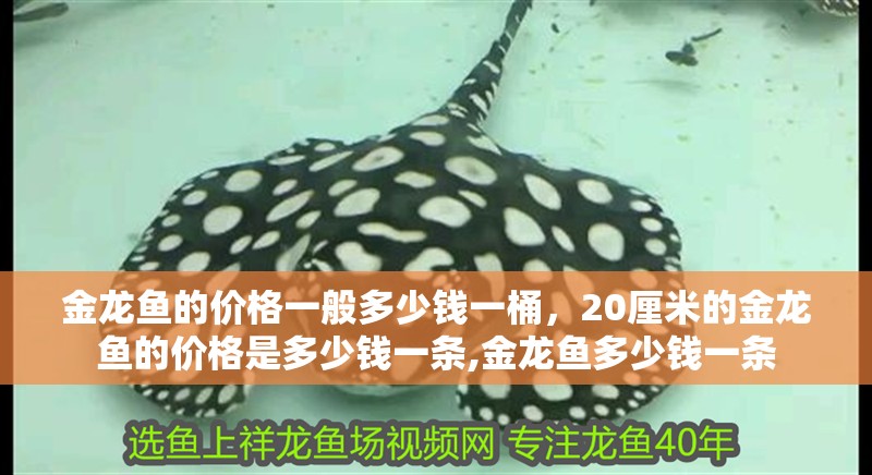 金龍魚的價格一般多少錢一桶，20厘米的金龍魚的價格是多少錢一條,金龍魚多少錢一條