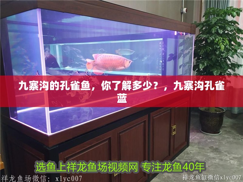 九寨溝的孔雀魚，你了解多少？，九寨溝孔雀藍