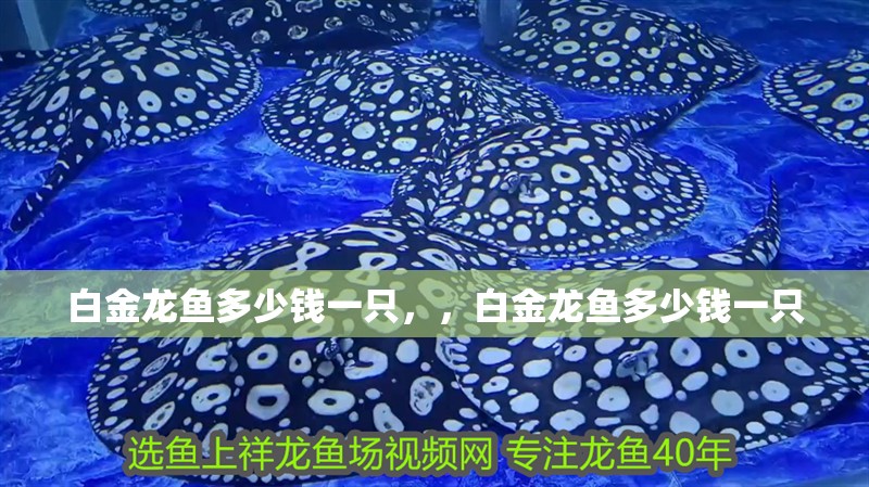 白金龍魚多少錢一只，，白金龍魚多少錢一只