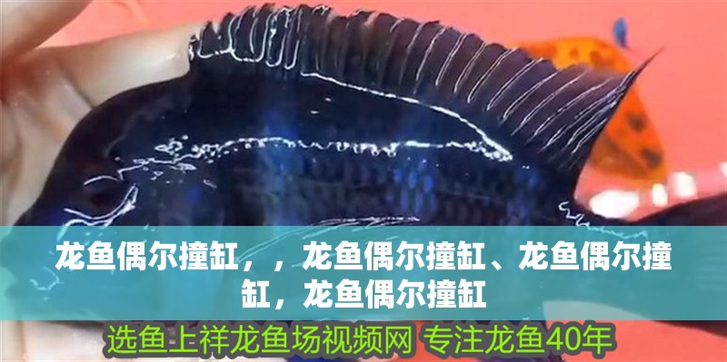 龍魚偶爾撞缸，，龍魚偶爾撞缸、龍魚偶爾撞缸，龍魚偶爾撞缸 龍魚偶爾撞缸，，龍魚偶爾撞缸、龍魚偶爾撞缸，龍魚偶爾撞缸 觀賞魚百科