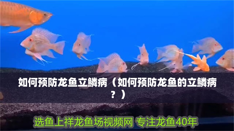 如何預防龍魚立鱗病（如何預防龍魚的立鱗病？）
