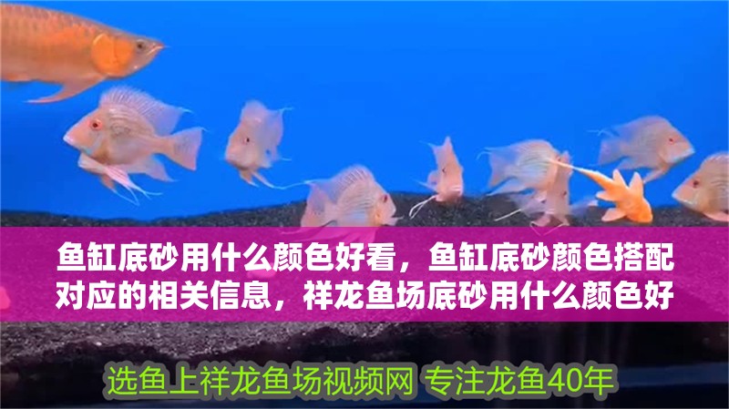 魚缸底砂用什么顏色好看，魚缸底砂顏色搭配對應的相關信息，祥龍魚場底砂用什么顏色好看魚缸底砂用什么顏色好看