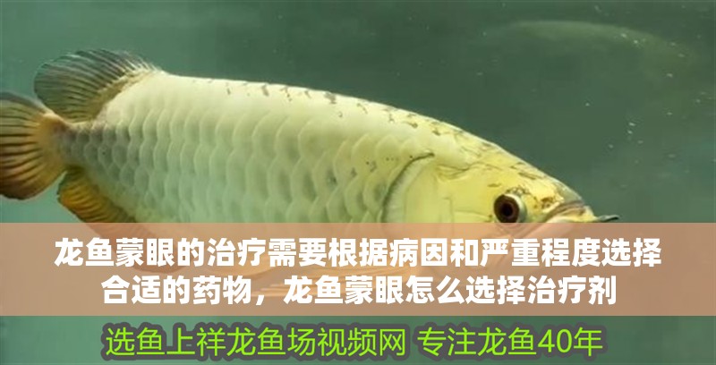 龍魚(yú)蒙眼的治療需要根據(jù)病因和嚴(yán)重程度選擇合適的藥物，龍魚(yú)蒙眼怎么選擇治療劑 龍魚(yú)蒙眼的治療需要根據(jù)病因和嚴(yán)重程度選擇合適的藥物，龍魚(yú)蒙眼怎么選擇治療劑 龍魚(yú)百科