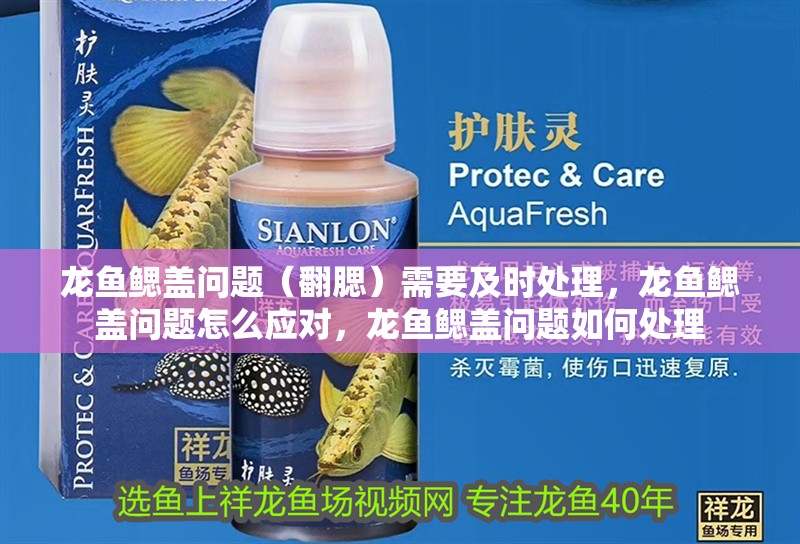 龍魚鰓蓋問題（翻腮）需要及時(shí)處理，龍魚鰓蓋問題怎么應(yīng)對(duì)，龍魚鰓蓋問題如何處理