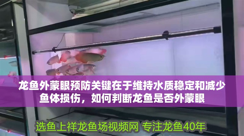 龍魚外蒙眼預防關鍵在于維持水質穩定和減少魚體損傷，如何判斷龍魚是否外蒙眼