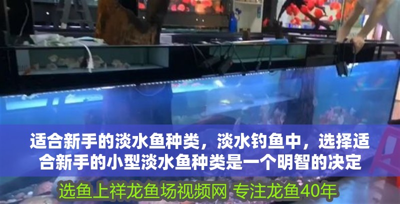 適合新手的淡水魚種類，淡水釣魚中，選擇適合新手的小型淡水魚種類是一個明智的決定