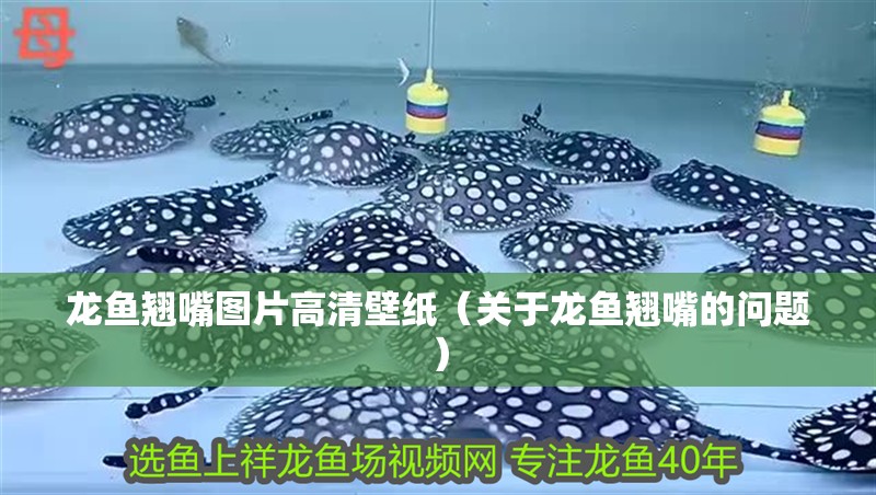 龍魚翹嘴圖片高清壁紙（關于龍魚翹嘴的問題） 龍魚翹嘴圖片高清壁紙（關于龍魚翹嘴的問題） 觀賞魚百科 第2張