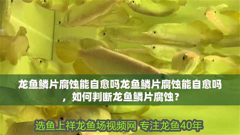 龍魚鱗片腐蝕能自愈嗎龍魚鱗片腐蝕能自愈嗎，如何判斷龍魚鱗片腐蝕？